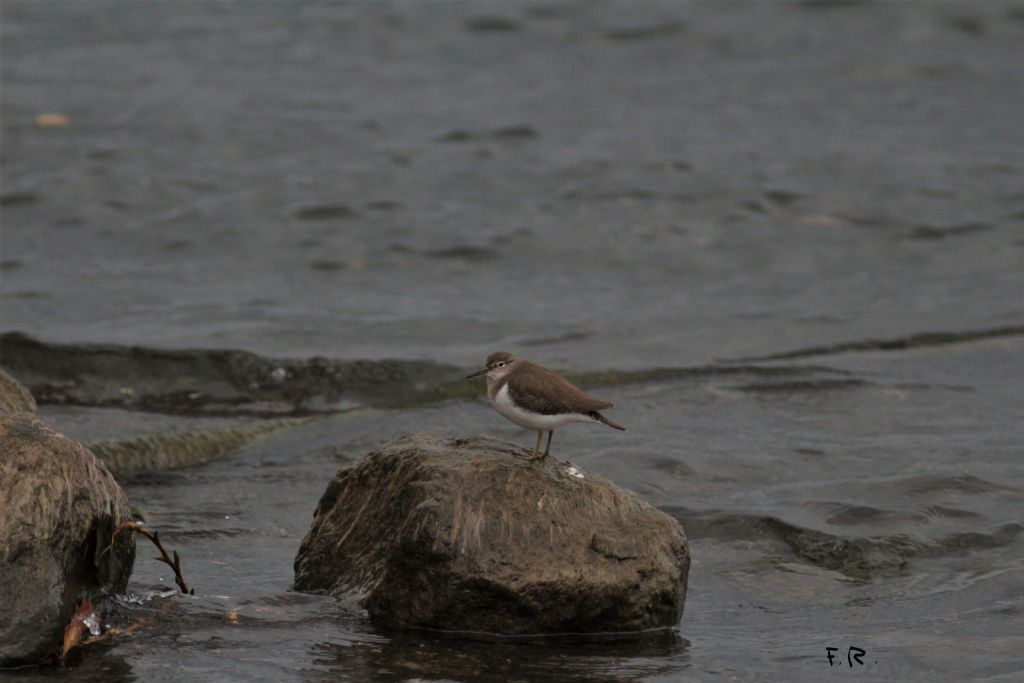 Piro piro piccolo (Actitis hypoleucos)